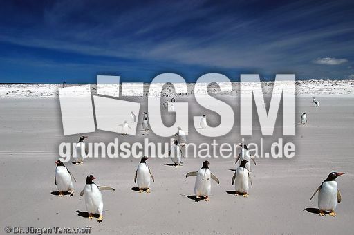 Eselspinguin (93 von 97).jpg